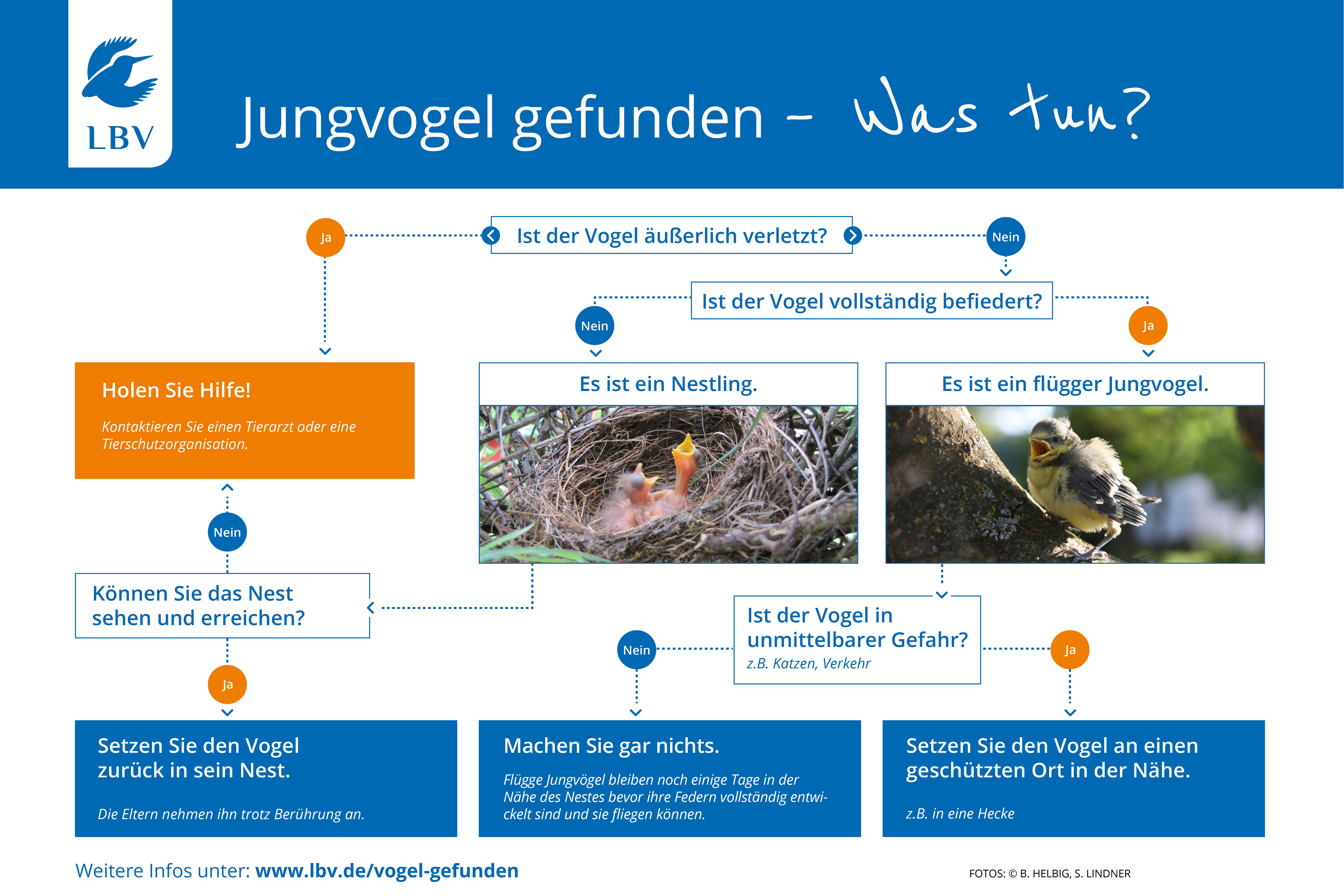 Vogel gefunden Was nun? LBV